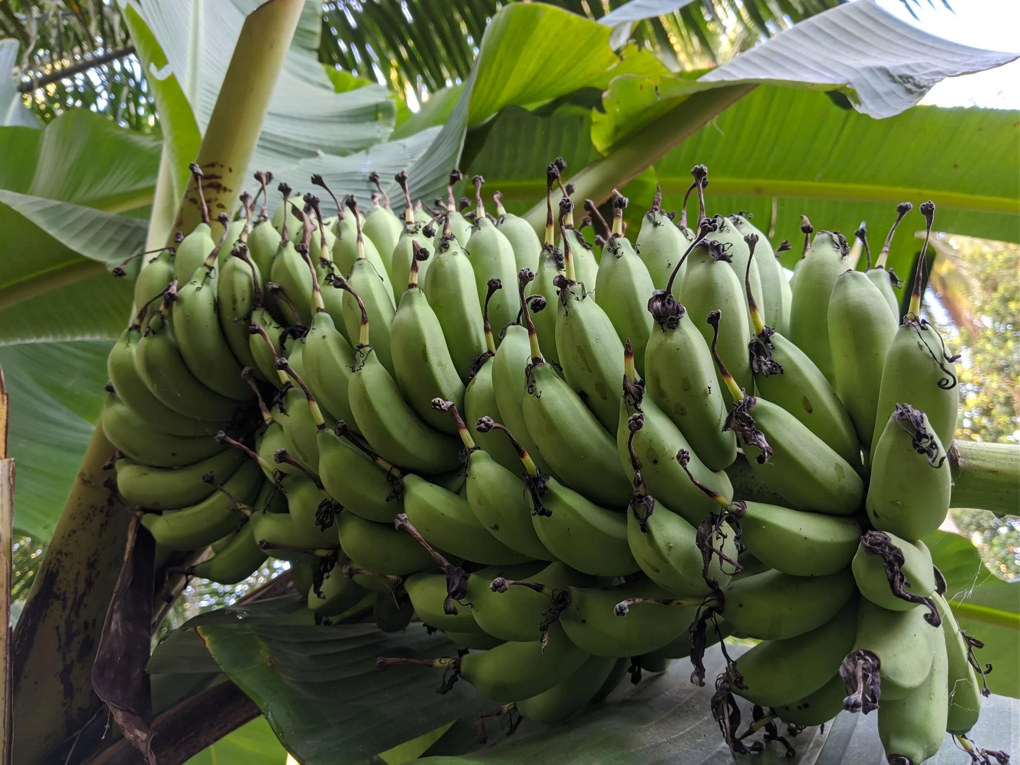 Mayalacian Banana thumbnail 2